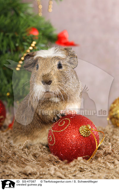 crested guinea pig / SS-47087