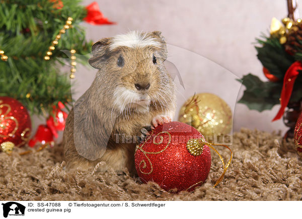 crested guinea pig / SS-47088