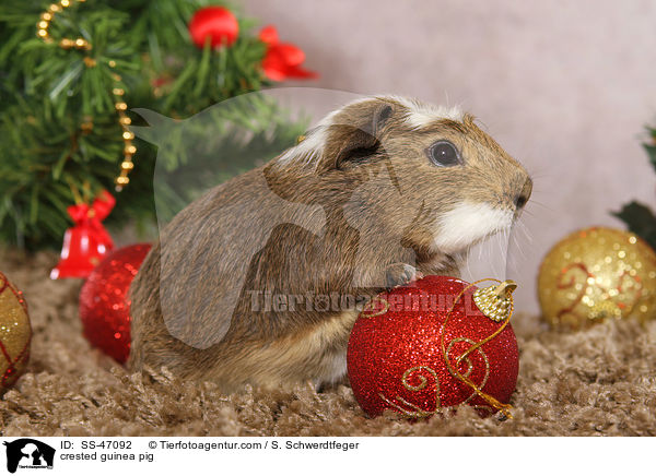 crested guinea pig / SS-47092