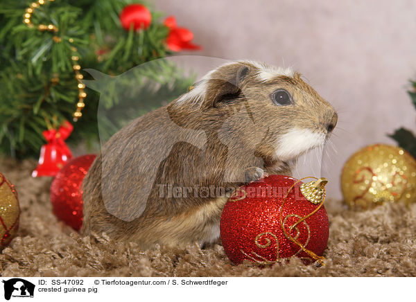 Crested Meerschweinchen / crested guinea pig / SS-47092