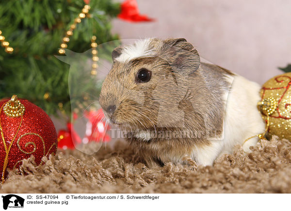 crested guinea pig / SS-47094