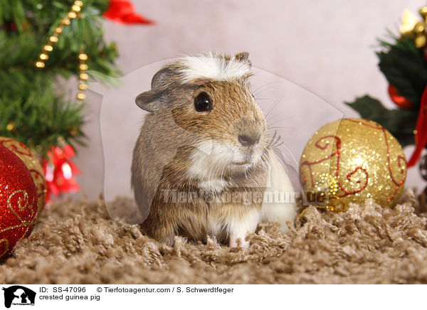 crested guinea pig / SS-47096