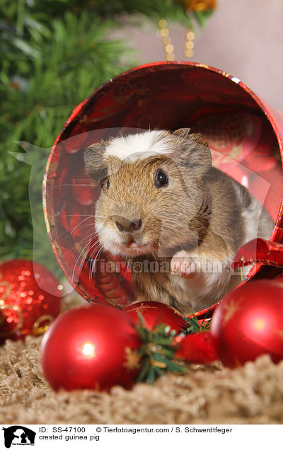 crested guinea pig / SS-47100