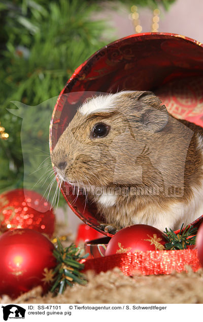 crested guinea pig / SS-47101