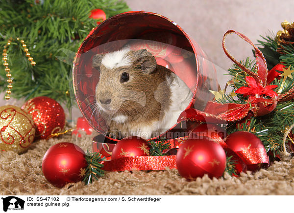 crested guinea pig / SS-47102