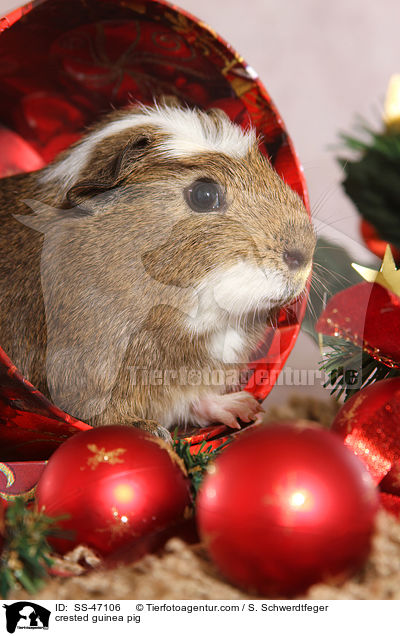 crested guinea pig / SS-47106