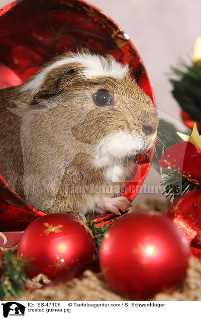 Crested Meerschweinchen / crested guinea pig / SS-47106