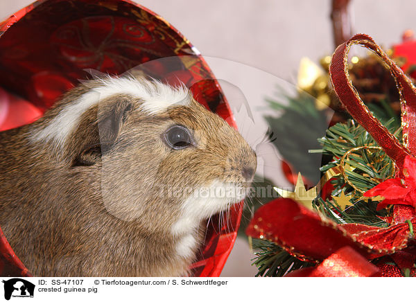 crested guinea pig / SS-47107