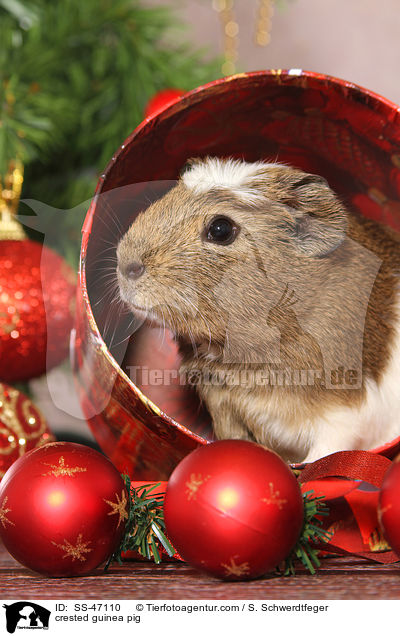 Crested Meerschweinchen / crested guinea pig / SS-47110