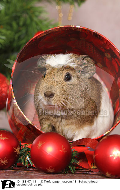 crested guinea pig / SS-47111