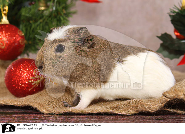 crested guinea pig / SS-47112