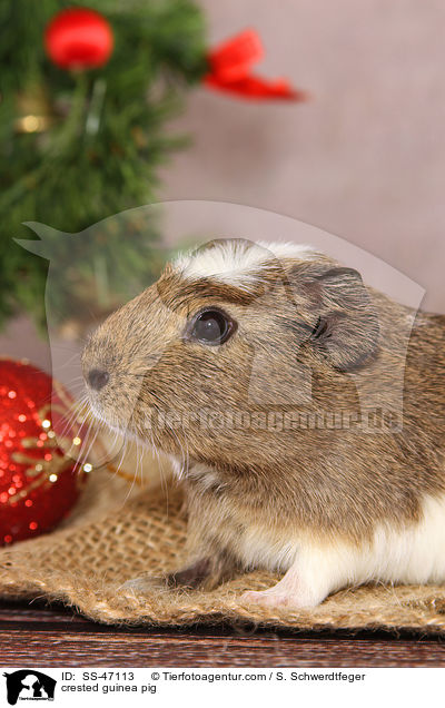 Crested Meerschweinchen / crested guinea pig / SS-47113