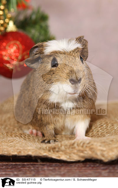 crested guinea pig / SS-47115