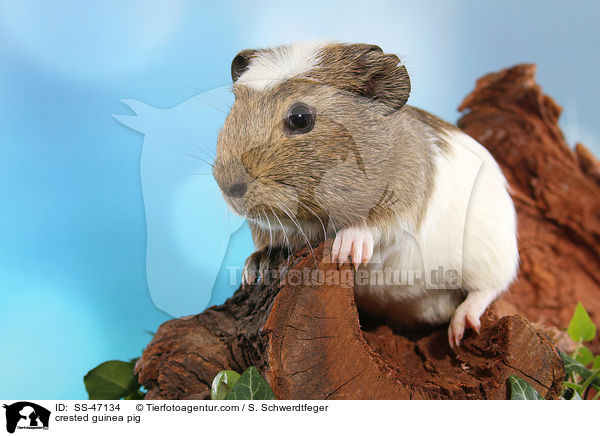 crested guinea pig / SS-47134