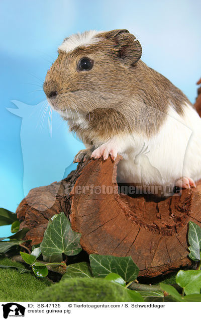 crested guinea pig / SS-47135