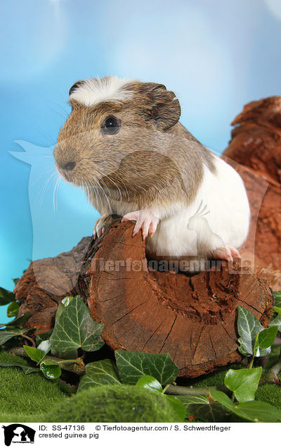 crested guinea pig / SS-47136