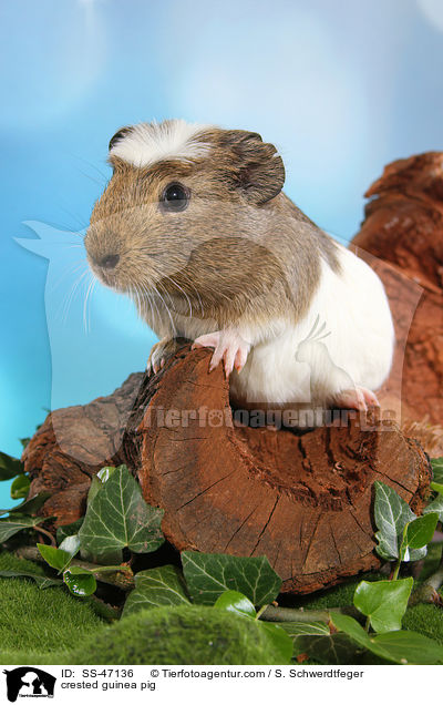 Crested Meerschweinchen / crested guinea pig / SS-47136
