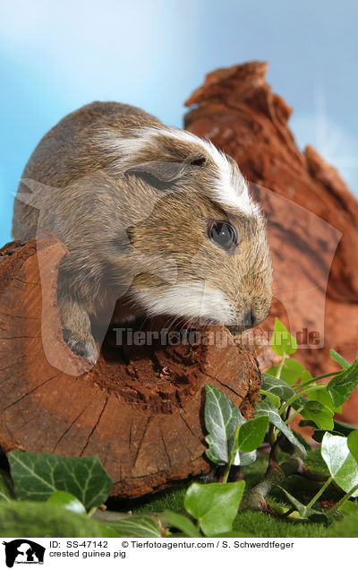 crested guinea pig / SS-47142