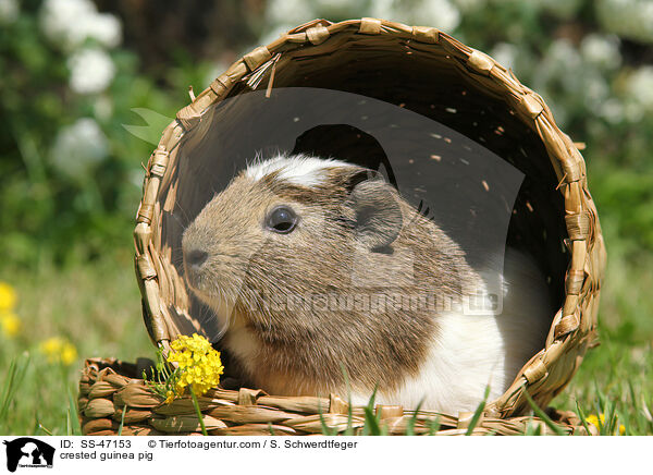 Crested Meerschweinchen / crested guinea pig / SS-47153