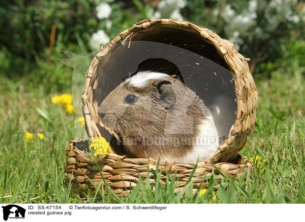Crested Meerschweinchen / crested guinea pig / SS-47154
