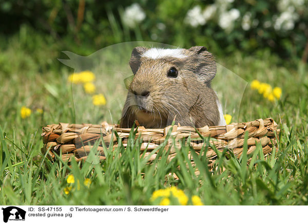 Crested Meerschweinchen / crested guinea pig / SS-47155