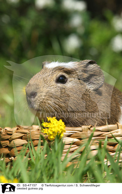 crested guinea pig / SS-47157
