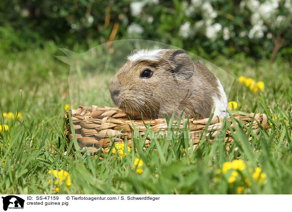 crested guinea pig / SS-47159