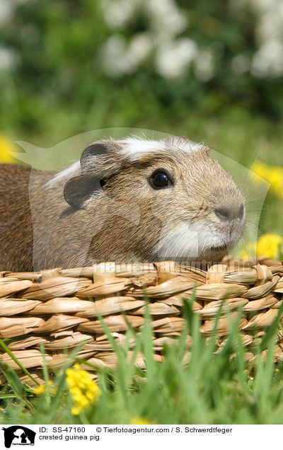 crested guinea pig / SS-47160