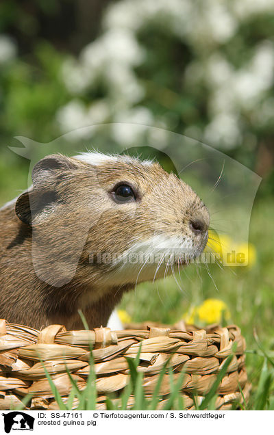 crested guinea pig / SS-47161