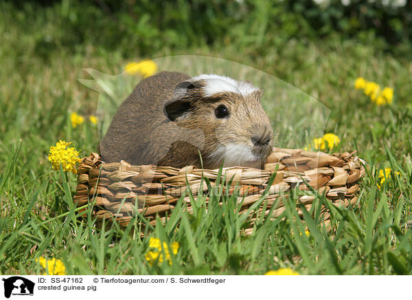 crested guinea pig / SS-47162