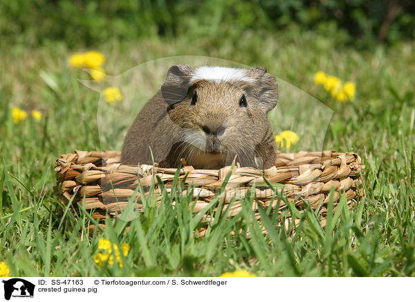 Crested Meerschweinchen / crested guinea pig / SS-47163