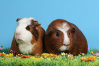 Crested Guinea Pigs