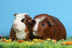 Crested Guinea Pigs