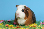 Crested Guinea Pig