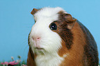 Crested Guinea Pig