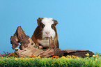 Crested Guinea Pig