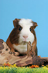 Crested Guinea Pig