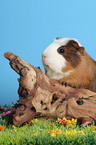 Crested Guinea Pig