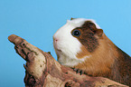 Crested Guinea Pig