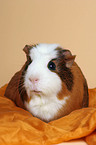 Crested Guinea Pig on blanket