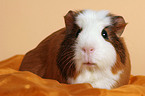 Crested Guinea Pig on blanket