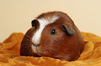 Crested Guinea Pig on blanket