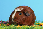 Crested Guinea Pig