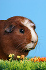 Crested Guinea Pig