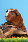 Crested Guinea Pig