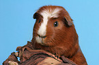 Crested Guinea Pig