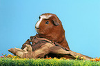 Crested Guinea Pig