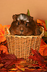 Crested Guinea Pig