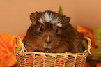 Crested Guinea Pig