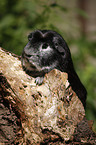 Crested guinea pig